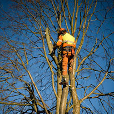Tree Removal Douglasville