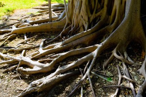 tree-roots-destroying-sidewalk