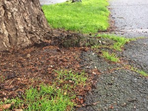 Shallow tree roots are far more common than deep ones, another tree care myth
