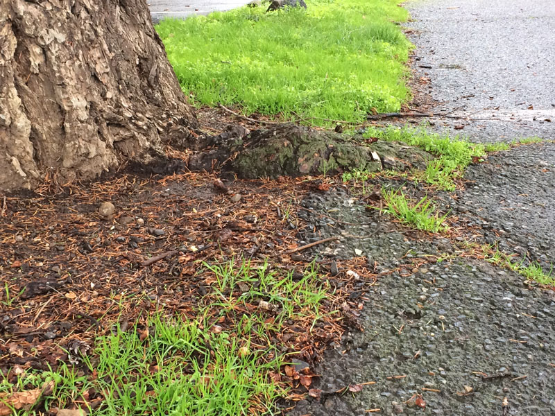 What To Do When Tree Roots Destroy The Sidewalk