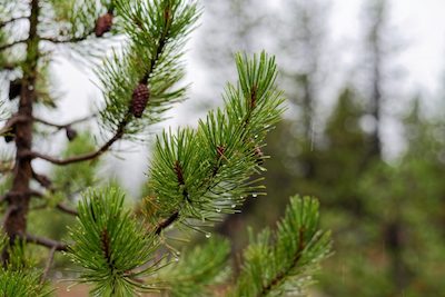Close-up of Douglas Fir trees to illustrate tree care Lake Oswego OR