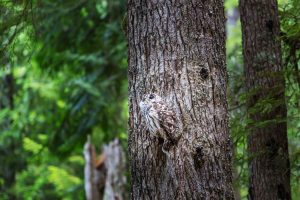 Wild owl camouflaged on a tree in Oregon to illustrate Tree Service Tualatin OR.