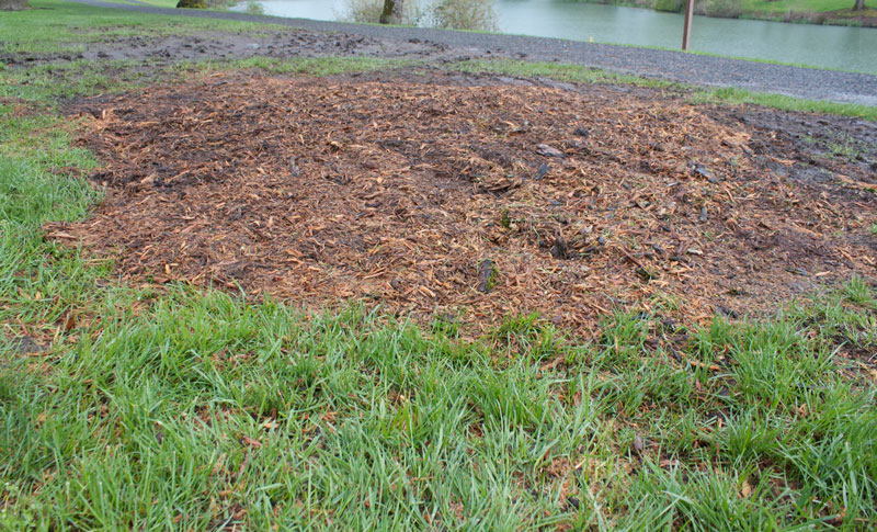stump removal with stump grinding