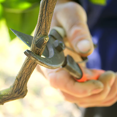 Someone using pruning sheers for tree tree trimming to illustrate what is an arborist.