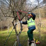 An arborist doing some winter pruning on a smaller tree to illustrate what is an arborist.