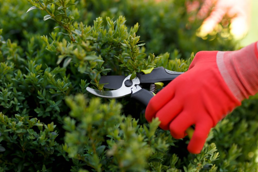 When To Trim Bushes | Inexpensive Tree Care