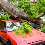 A fallen tree on a red car in a neighborhood to illustrate which way will a tree fall in a storm.