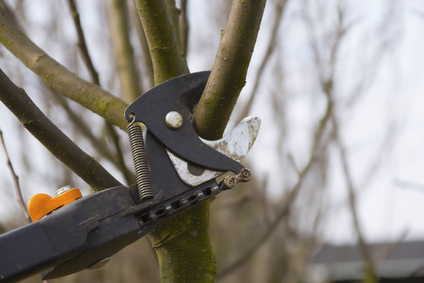 Pruning trees with tree trimming shears.