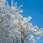 Hoarfrost on tree to illustrate Winter Tree Care Tips for the Season